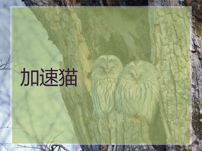 加速猫