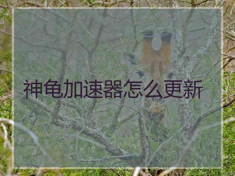 神龟加速器怎么更新
