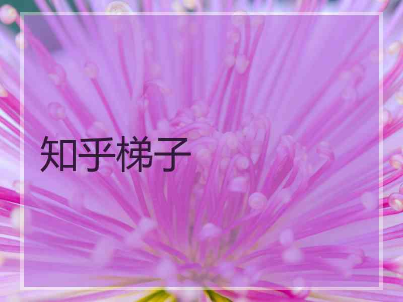 知乎梯子